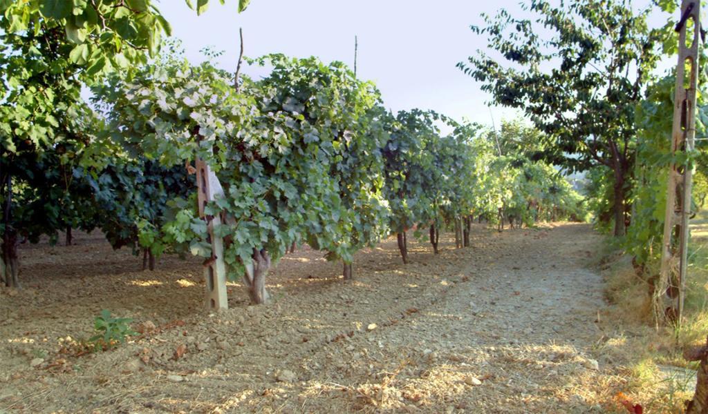 Belvedere Cramaccioli Vigne Экстерьер фото